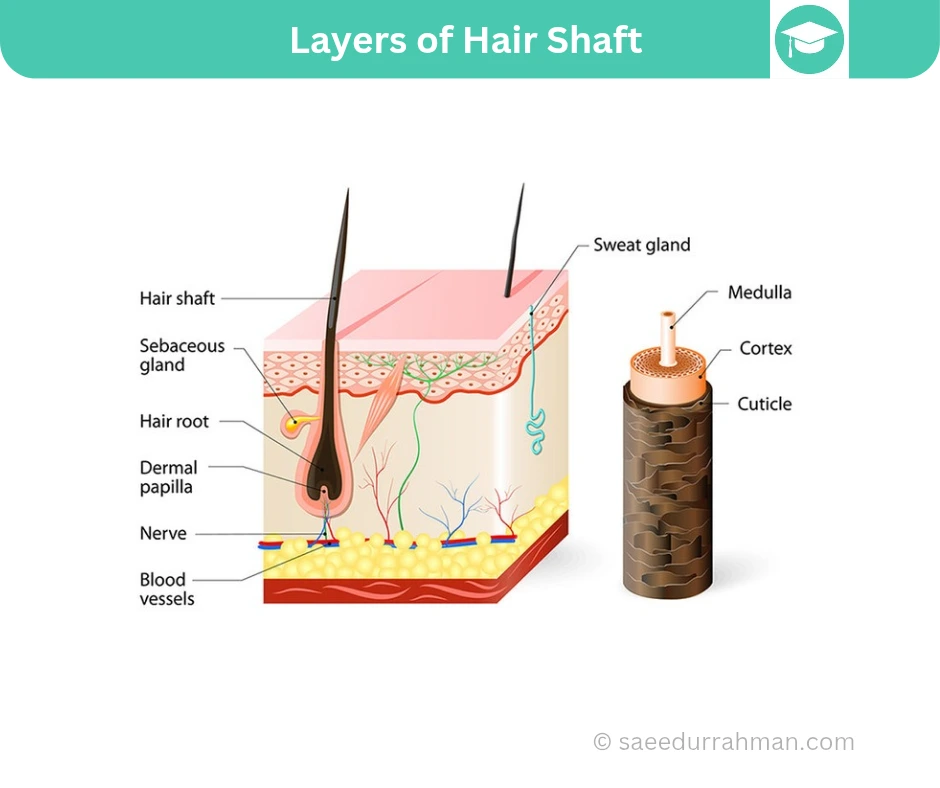 Layers-of-hair-shaft