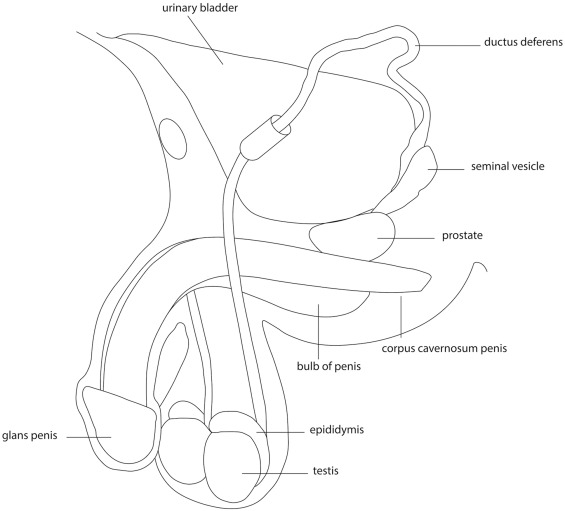 external-male-reproductive-parts external-male-reproductive-parts