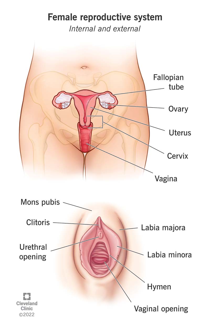 female-reproductive-system